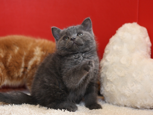 スコティッシュフォールドの子猫画像