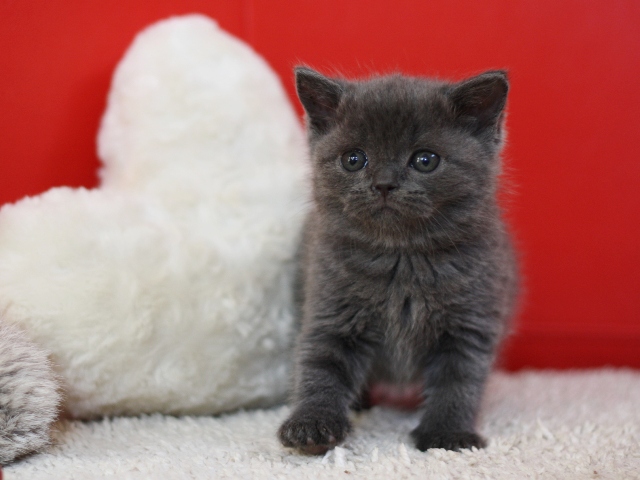 スコティッシュフォールドの子猫画像