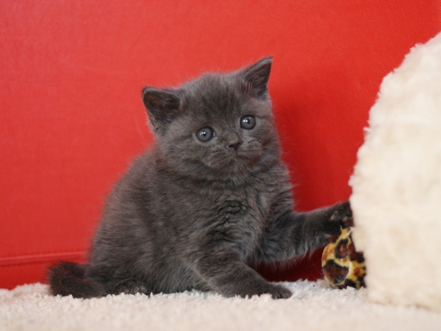 スコティッシュフォールドの子猫画像