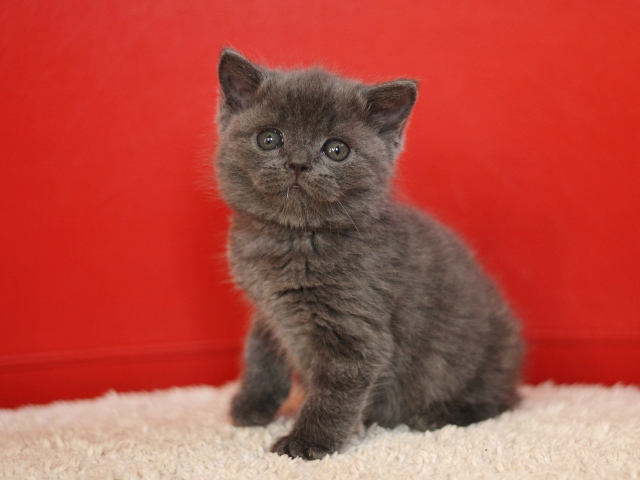 スコティッシュフォールドの子猫画像