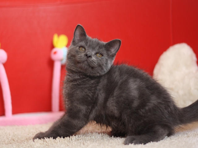 スコティッシュフォールドの子猫画像