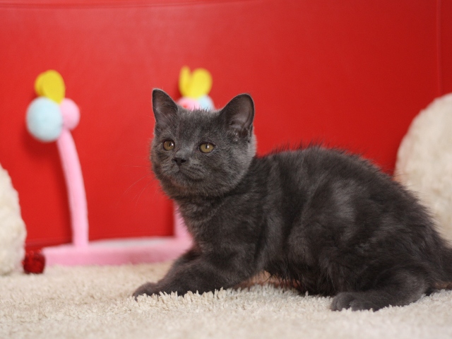 スコティッシュフォールドの子猫画像