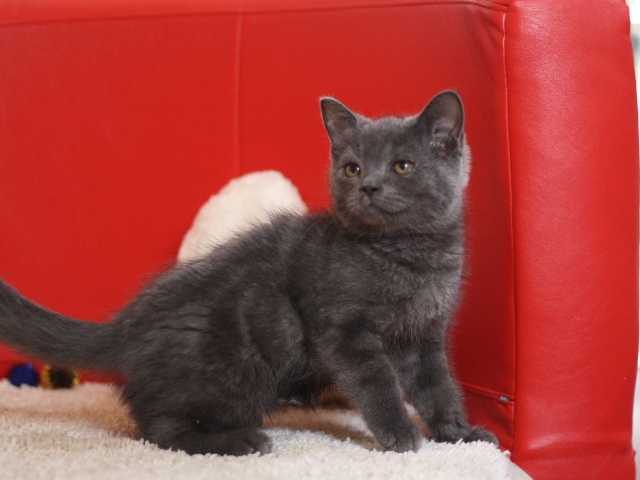 スコティッシュフォールドの子猫画像