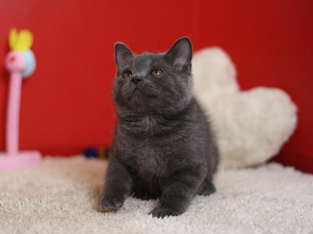 スコティッシュフォールドの子猫画像