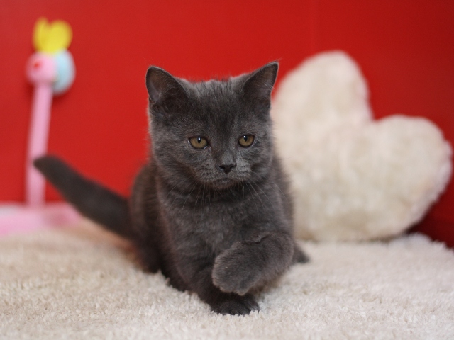 スコティッシュフォールドの子猫画像