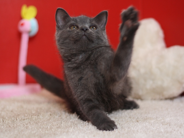 スコティッシュフォールドの子猫画像