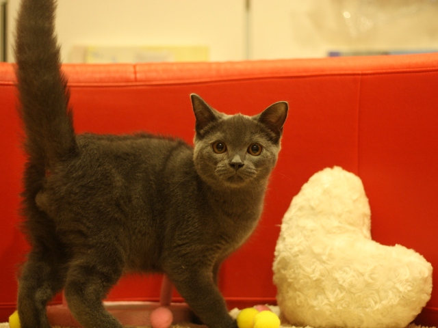 スコティッシュフォールドの子猫画像