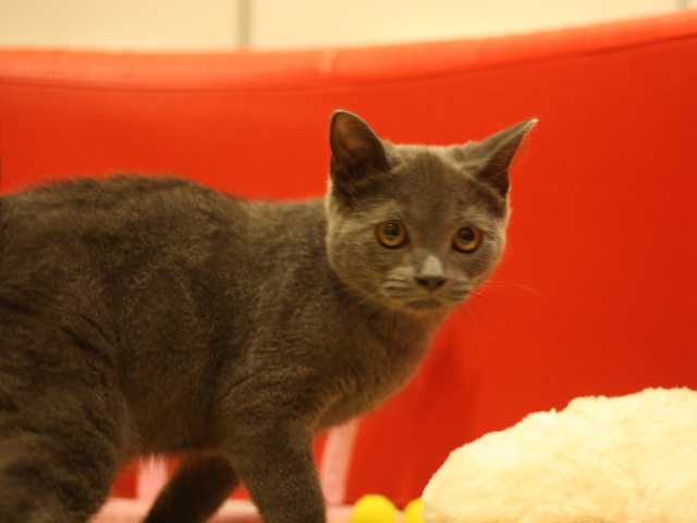スコティッシュフォールドの子猫画像