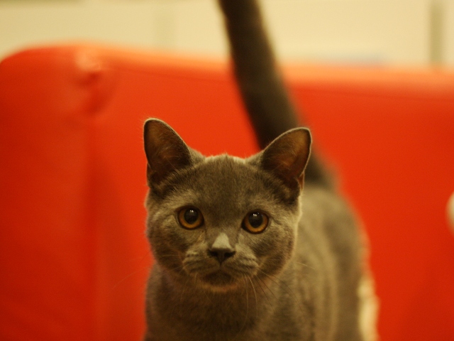 スコティッシュフォールドの子猫画像