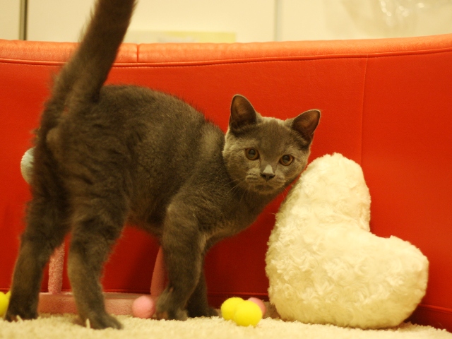 スコティッシュフォールドの子猫画像