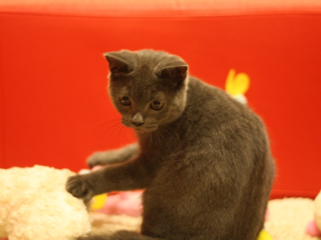 スコティッシュフォールドの子猫画像