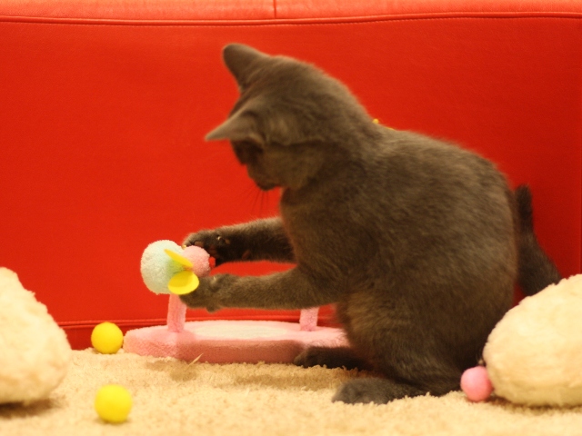 スコティッシュフォールドの子猫画像