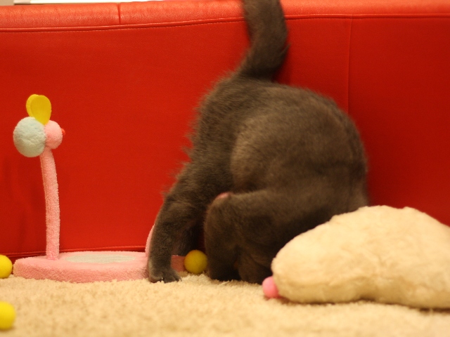 スコティッシュフォールドの子猫画像