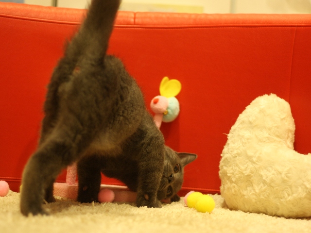 スコティッシュフォールドの子猫画像