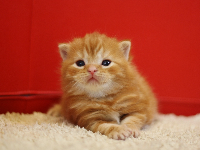 スコティッシュフォールドの子猫画像