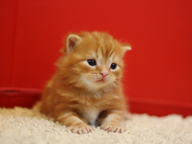 スコティッシュフォールドの子猫画像