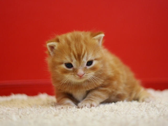 スコティッシュフォールドの子猫画像