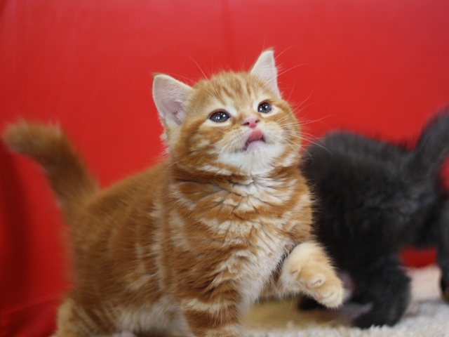 スコティッシュフォールドの子猫画像