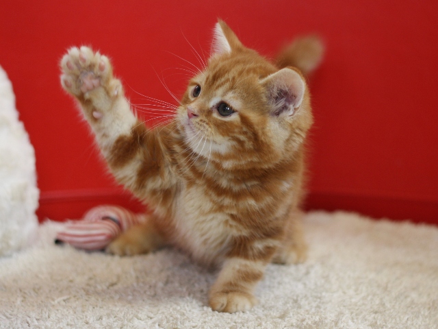 スコティッシュフォールドの子猫画像