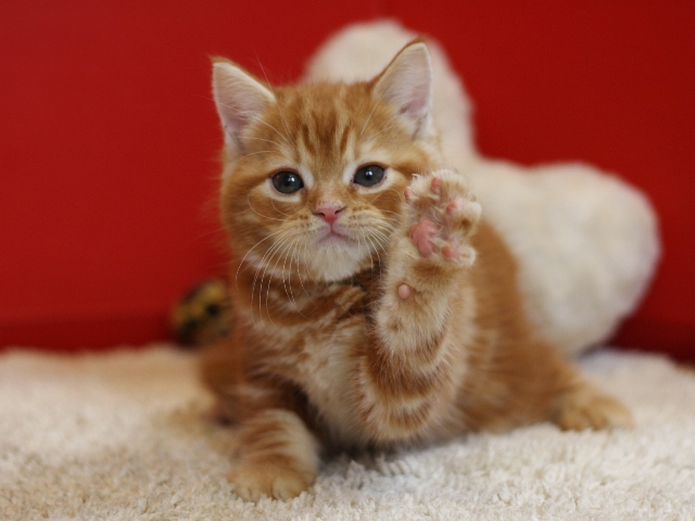 スコティッシュフォールドの子猫画像