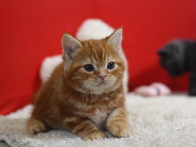 スコティッシュフォールドの子猫画像