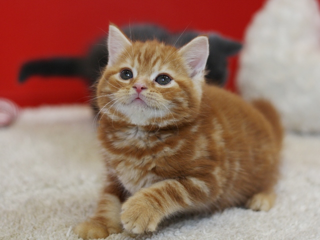 スコティッシュフォールドの子猫画像