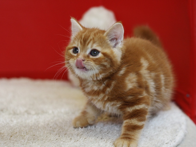スコティッシュフォールドの子猫画像