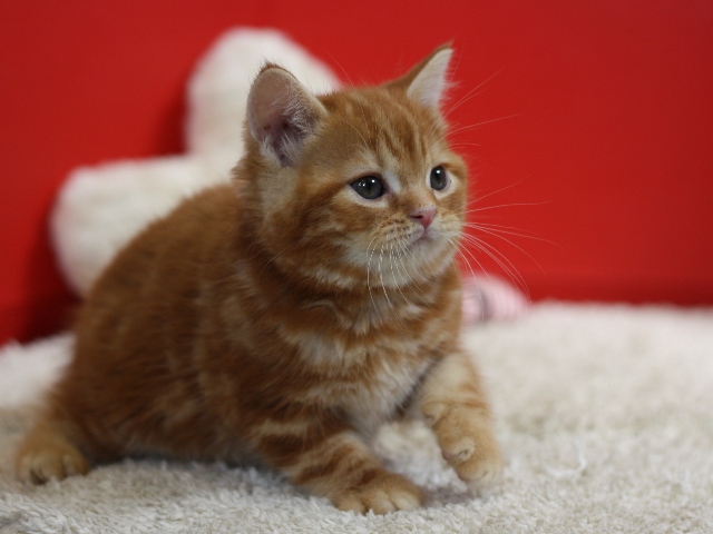 スコティッシュフォールドの子猫画像