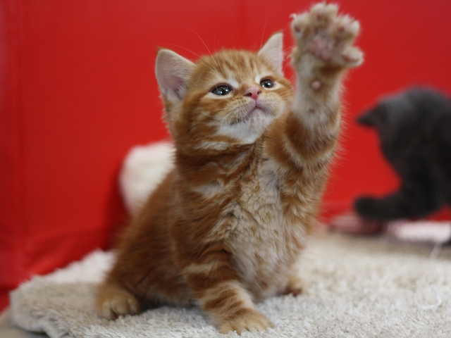 スコティッシュフォールドの子猫画像
