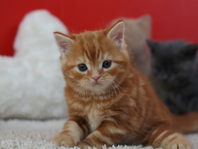 スコティッシュフォールドの子猫画像