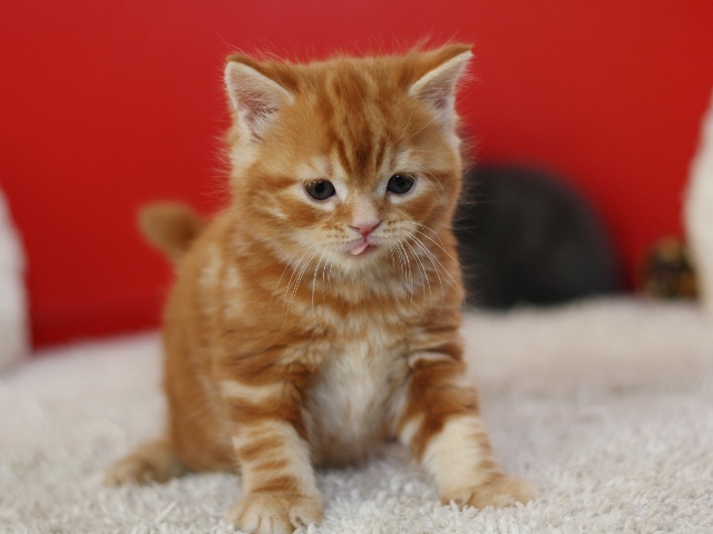 スコティッシュフォールドの子猫画像