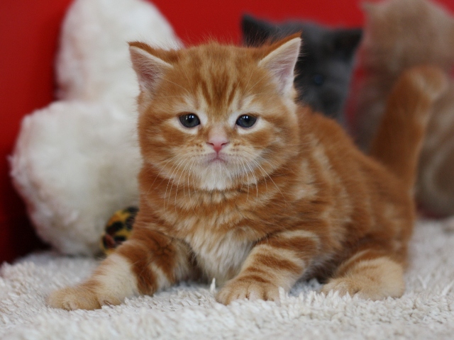 スコティッシュフォールドの子猫画像