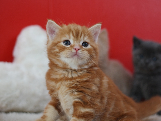 スコティッシュフォールドの子猫画像