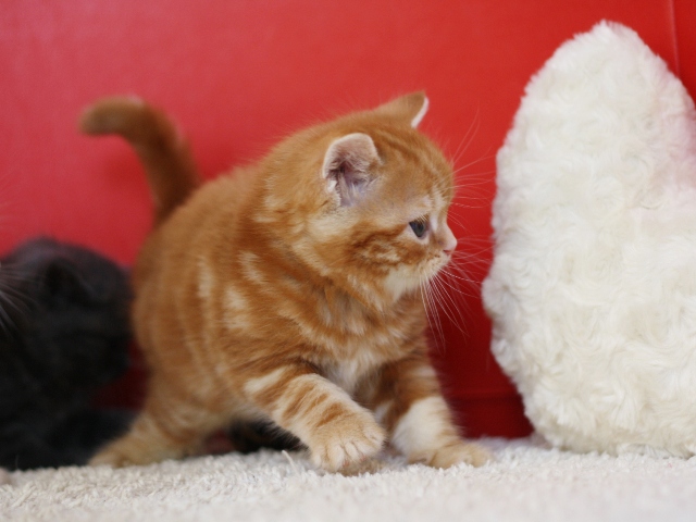 スコティッシュフォールドの子猫画像