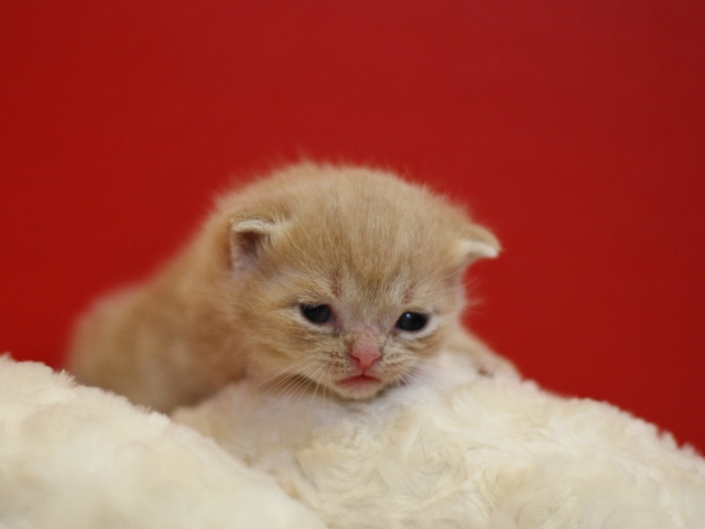 スコティッシュフォールドの子猫画像