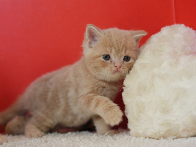 スコティッシュフォールドの子猫画像