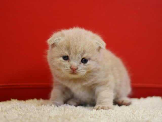 スコティッシュフォールドの子猫画像