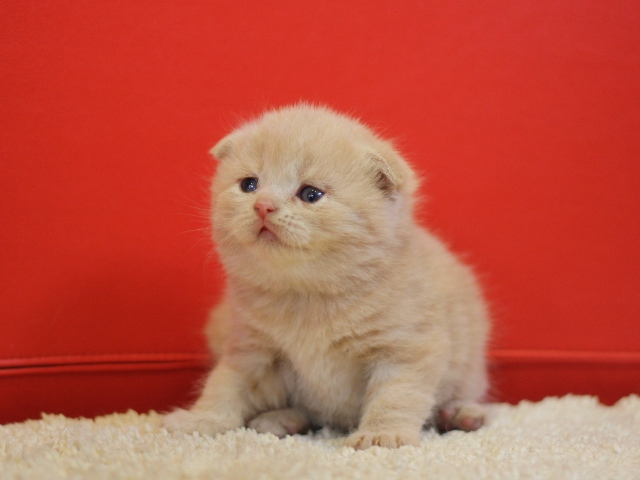 スコティッシュフォールドの子猫画像