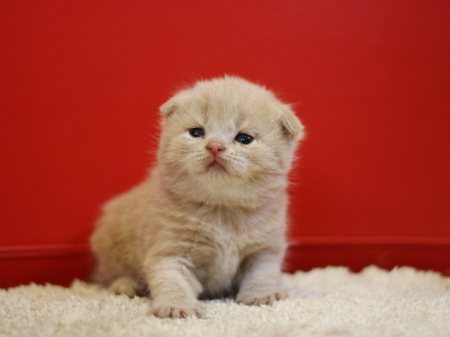 スコティッシュフォールドの子猫画像