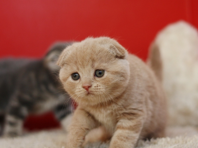 スコティッシュフォールドの子猫画像