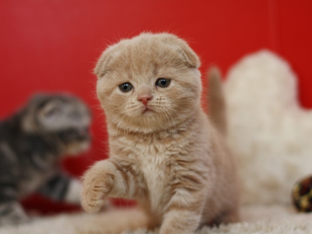 スコティッシュフォールドの子猫画像