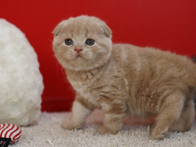 スコティッシュフォールドの子猫画像