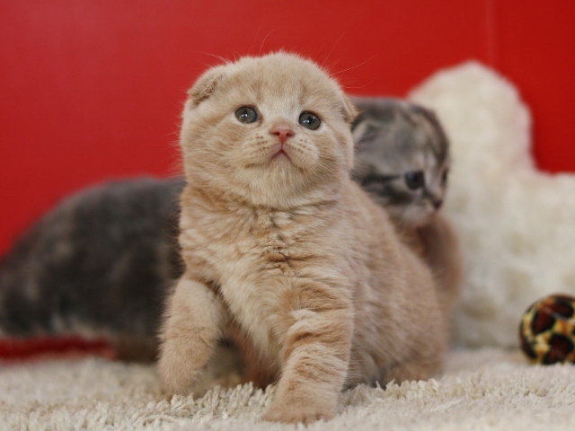 スコティッシュフォールドの子猫画像
