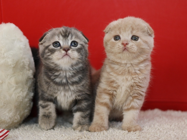 スコティッシュフォールドの子猫画像