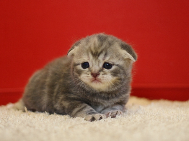 スコティッシュフォールドの子猫画像