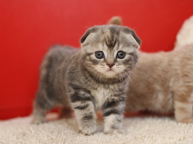 スコティッシュフォールドの子猫画像