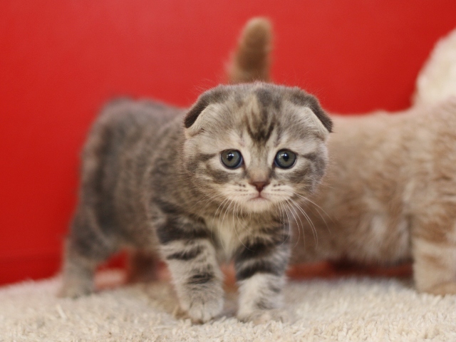 スコティッシュフォールドの子猫画像