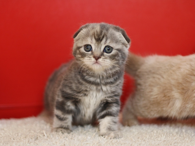 スコティッシュフォールドの子猫画像
