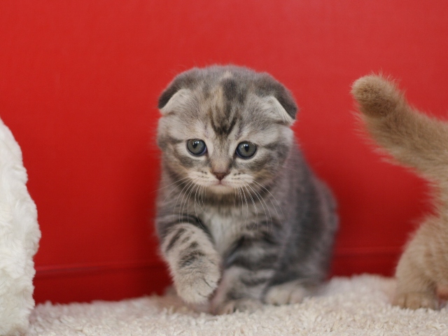 スコティッシュフォールドの子猫画像