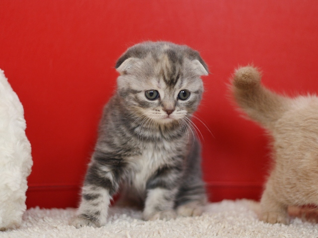 スコティッシュフォールドの子猫画像